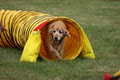 Edmonton Dog Training - Sherwood Barks Agility & Dog Training image 4