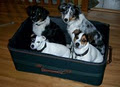 Edmonton Dog Training - Sherwood Barks Agility & Dog Training image 5