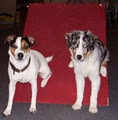 Edmonton Dog Training - Sherwood Barks Agility & Dog Training image 6