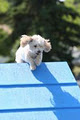 Edmonton Dog Training - Sherwood Barks Agility & Dog Training logo