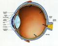 Edmonton Vision Centre - Eye Exams, Eye Doctors & Best Optical Store image 4