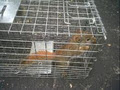 Empire Wildlife Removal image 2