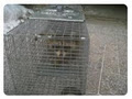 Empire Wildlife Removal image 4