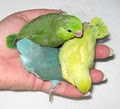 Exotic Wings & Pet Things image 3
