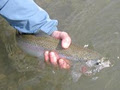 Fly Fishing Calgary image 3