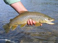 Fly Fishing Calgary image 1