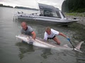 Fraser River Guided Fishing Trips with Silversides image 3