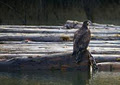 Fraser River Safari Ltd image 1