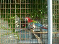 Friends of the Aviary image 3