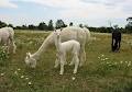 Gold Star Alpacas image 2