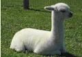 Gold Star Alpacas image 3