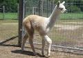 Gold Star Alpacas image 4