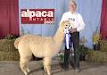 Gold Star Alpacas image 5