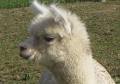 Gold Star Alpacas image 6