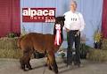 Gold Star Alpacas image 1