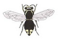 Golden Arrow Pest Control Inc. image 1