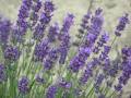 Great Lakes Lavender image 3