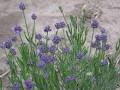 Great Lakes Lavender image 6