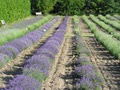 Great Lakes Lavender image 1