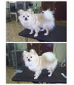 Grooming Tails Pet Salon image 2