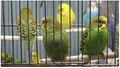 Group Animal Expert Inc image 4