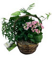 Grower Direct Fresh Cut Flowers image 4