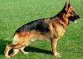 Grunfeld German Shepherds image 2