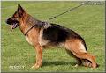 Grunfeld German Shepherds image 3