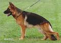 Grunfeld German Shepherds image 4