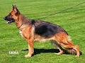 Grunfeld German Shepherds image 5