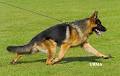 Grunfeld German Shepherds image 6