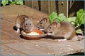 ICE Pest Control & Wildlife Removal image 4