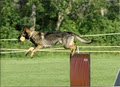 K9 Training and Supplies image 2
