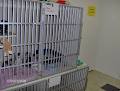 King Street Cat Hospital image 3