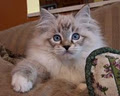 Lions Royale Ragdoll Cats and Kittens image 2