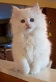 Lions Royale Ragdoll Cats and Kittens image 4