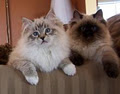 Lions Royale Ragdoll Cats and Kittens image 5
