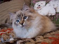 Lions Royale Ragdoll Cats and Kittens image 6
