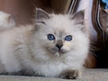 Lions Royale Ragdoll Cats and Kittens image 1