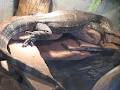 Lost World Reptile Store The image 3