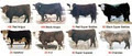 M.C. Quantock Livestock "Canada's Bulls" Bull Sale - SALE DAY LOCATION image 3
