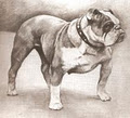 Olde Bulldogge Breed Association image 1