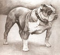 Olde Bulldogge Breed Association logo