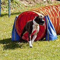 On Target Dog Training image 3