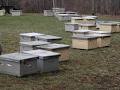 Ontario Beekeepers Association Research Department image 2