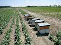 Ontario Beekeepers Association Research Department image 3
