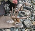 Ontario Deer Hunting on the Aulneau Peninsula image 2