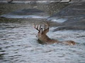 Ontario Deer Hunting on the Aulneau Peninsula image 4