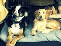 Ottawa Doggy Daycare & Training Centre image 2