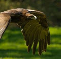 Pacific Northwest Raptors image 4